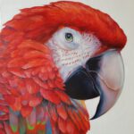 Red parrot