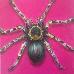 Tarantula, acrylic on canvas, 30 x 25 cm